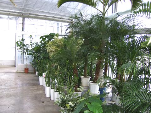 すべての美しい花の画像 ロイヤリティフリー観葉 植物 販売 店 すべての美しい花の画像 ロイヤリティフリー観葉 植物 販売 店